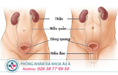 Chi phí điều trị tiểu nhiều ở nữ giới